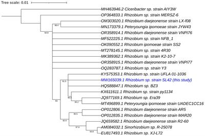 Complete genome sequences of Rhizobium sp. strain SL42 and Hydrogenophaga sp. strain SL48, microsymbionts of Amphicarpaea bracteata